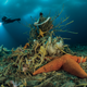 A sea star nestled up to a worm-ridden, treelike sponge. It’s more than a foot across.